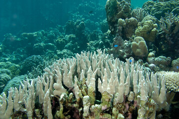 A picture of the coral reef