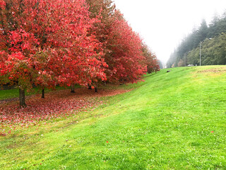 Autumn colors red leaves in rain