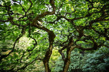 Fototapeta na wymiar view of trees in the park, Seattle Japanese Garden, Madison Park