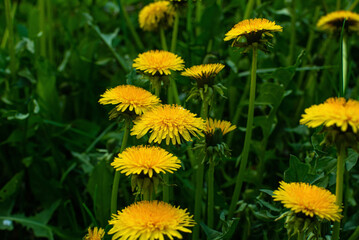 dandelions in the grass