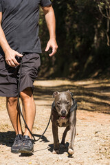 Man and his pit bull dog running on the dirt road. He and the pitbull exercising. Sunny day with...