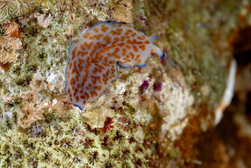 The beautiful colors of nudibranches