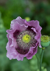 Pink and purple opium poppies Papaver somniferum in flower in a garden, United Kingdom