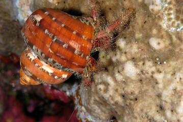 A picture of an hermit crab