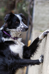 perro border collie cachorro macho