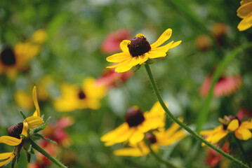 Summer Florals Closeup