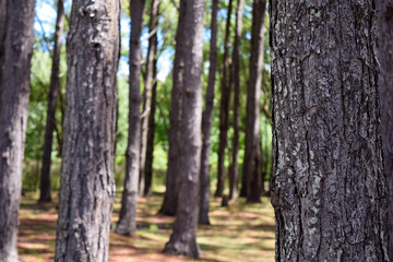 trees in the park, a wood focus