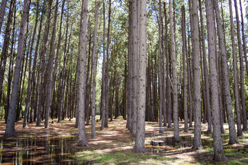 Obraz premium trees in the woods