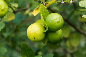 Some lemons on the lemon tree. Individual plantation. Lemon is rich in vitamin C.