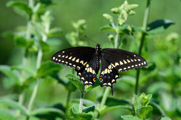Male Black swallowtail butterfly feeding on the flower of apple mint. Also known as Papilio polyxenes, it is found throughout much of North America. The mint is grown as a culinary herb.