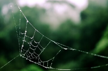 Foto de foco seletivo de uma teia de aranha em um galho com orvalho da manhã
