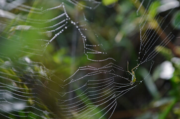 Foto de foco seletivo de uma teia de aranha com inseto preso