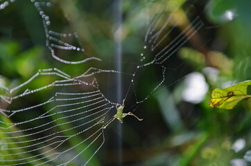Foto de foco seletivo de uma teia de aranha com inseto preso 