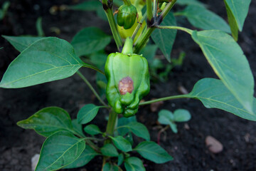 Anthracnose of peppers. Diseases and lesions. Fruit rot on the pod
