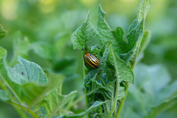 Colorado potato beetle eating potato leaf on the bush. Pest on the plants