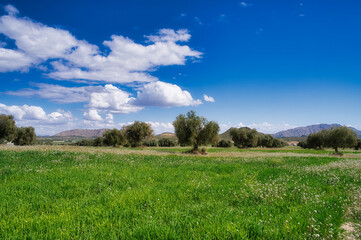 paisaje en olivar con cielos azule