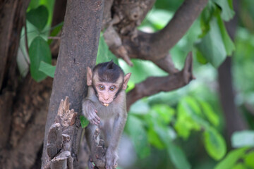 可愛いサル