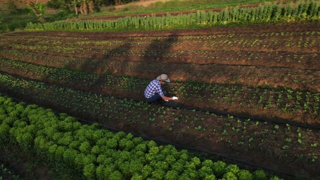 drone shot of farmer checks quality of soil in his farm using digital measurement meter prove into the ground and look at monitor,Smart farming concept