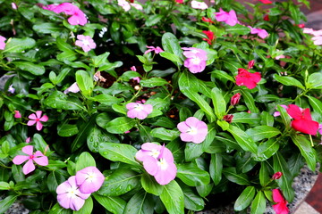 pink flowers in the garden