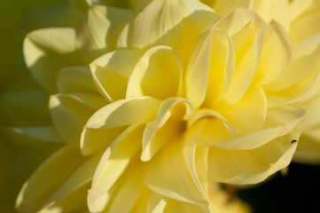 Yellow dahlia and small insect under soft sunset light growing outside in open air district garden close up, macro