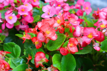 pink and white flowers