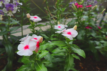 flowers in the garden