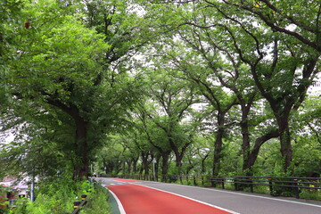 the road in the park