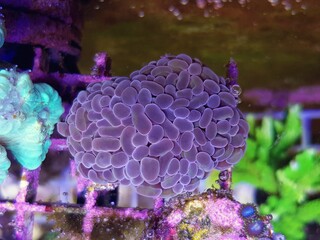 Rare Euphyllia Crtistata, rare LPS coral in reef aquarium tank