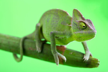 Chameleon close-up on a green screen. Soft light