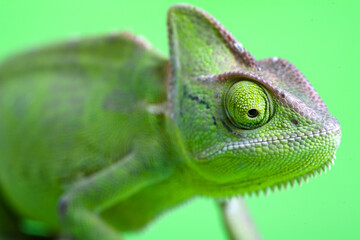 Chameleon close-up on a green screen. Soft light
