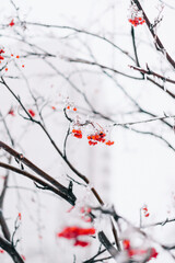 frozen mountain ash in winter