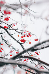 frozen mountain ash in winter