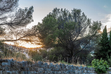Soleil couchant au travers des branches de pins et au-dessus d'un mur en pierres