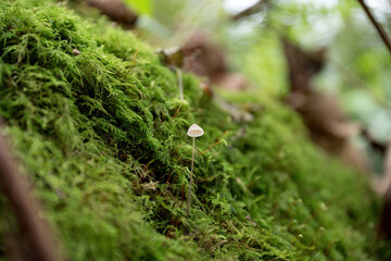 Selective focus on a small white mushroom on top of a mossy surface