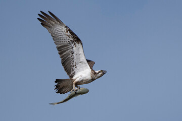 The eastern osprey is a diurnal, fish-eating bird of prey. Osprey can rotate the outer toe backward...