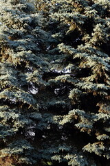 texture of bluish coniferous tree in bright setting sun