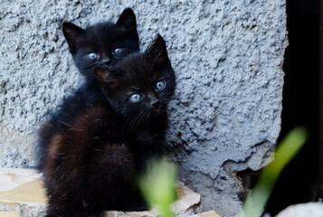 two black kittens with blue eyes on a tile
