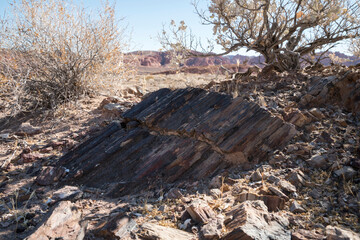 Fototapeta na wymiar Buried petrified wood in the middle of a desert place