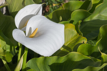 calla lilies plant in bloom outdoors Zantedeschia aethiopica