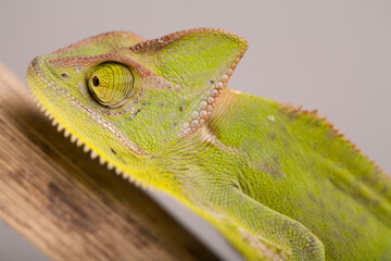 Chameleon close-up on a grey background. Soft light