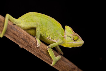 Chameleon close-up on a black background