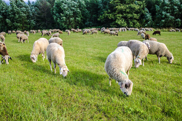 Fototapeta premium Sheep graze on a green meadow