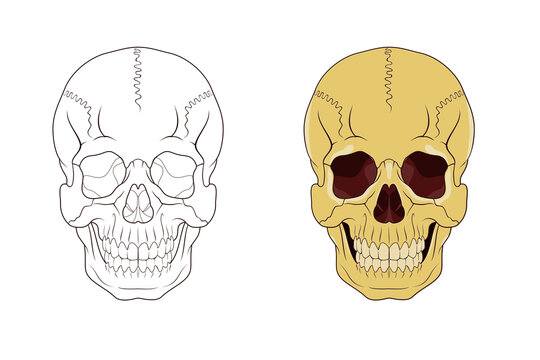 Tattoo illustration skull front vector drawing
