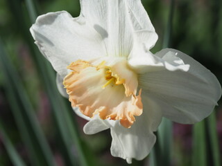 Blooming White Daffodil with Orange Center