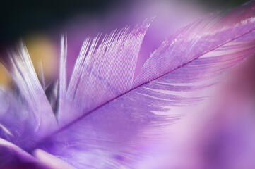 Closeup shot of a fluffy purple feather