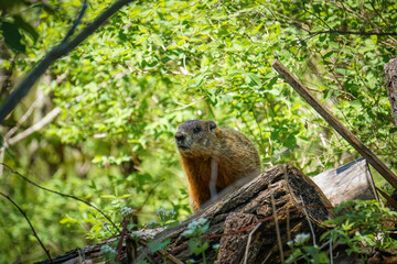 Groundhog (woodchuck) in its natural habitat, posing on a log