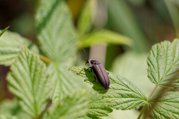 Firefly beetle sunbathing on a leaf