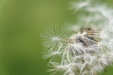 Macro photo of dandelion seeds