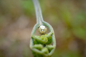 Macro of a crab spider having a bad day