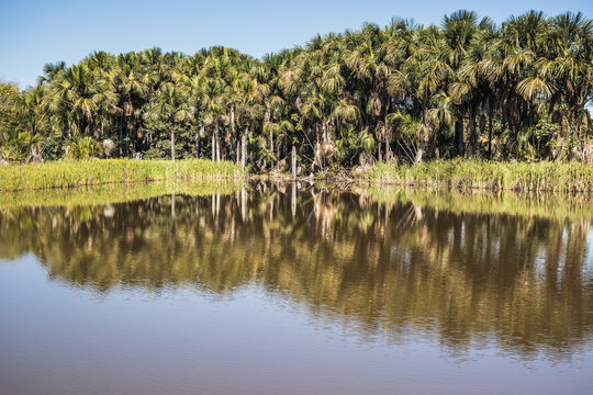 Buriti Palm Trees (Mauritia flexuosa) in Flooded Area in Goi&aacute;s Under Blue Skyuriti - Mauritia flexuosa - moriche palm
